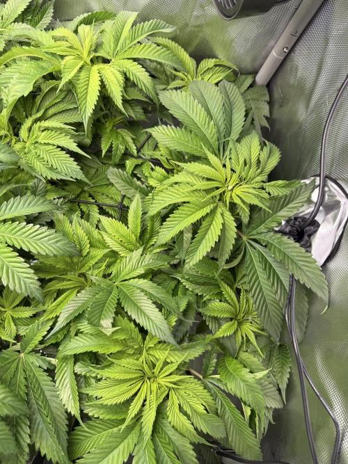 Ethos Shawty R1 DWC. Week 10