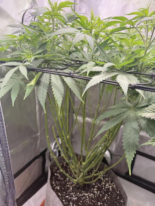 Pineapple Express Athena DWC. Week 10