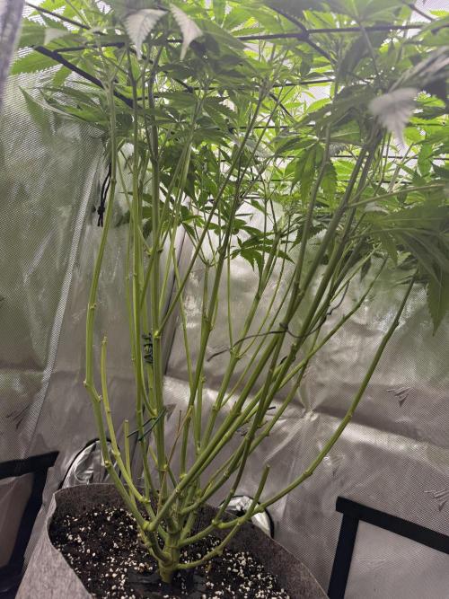 Pineapple Express Athena DWC. Week 10