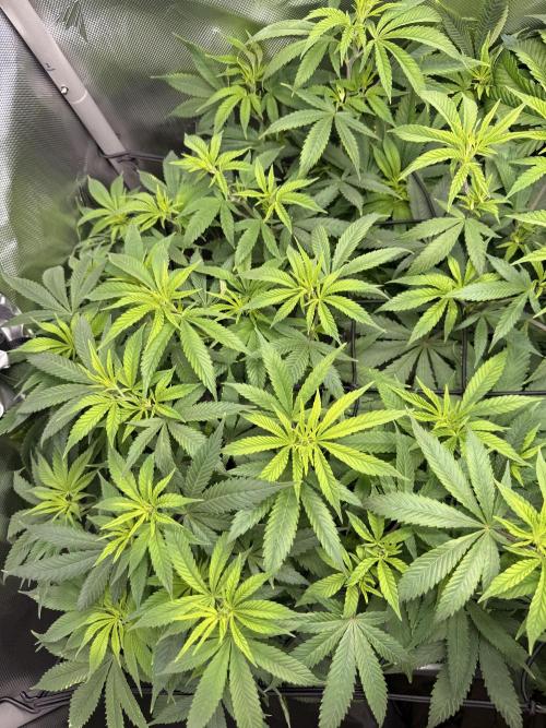 Pineapple Express Athena DWC. Week 10