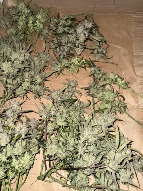 Papaya Cookies Athena DWC. Week 11