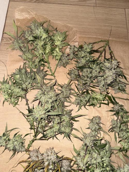 Papaya Cookies Athena DWC. Week 11