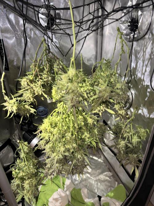 Papaya Cookies Athena DWC. Week 11