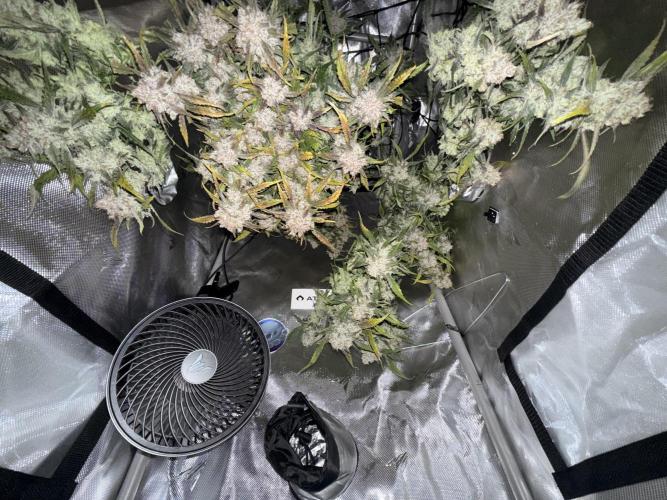 Papaya Cookies Athena DWC. Week 11