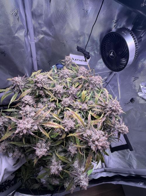 Papaya Cookies Athena DWC. Week 11