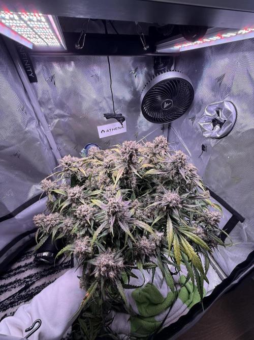 Papaya Cookies Athena DWC. Week 11