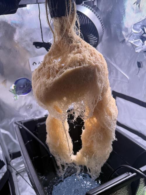 Papaya Cookies Athena DWC. Week 11