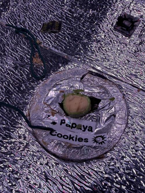 Papaya Cookies Athena DWC. Week 11