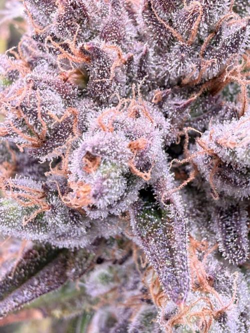 Papaya Cookies Athena DWC. Week 11