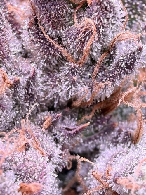 Papaya Cookies Athena DWC. Week 11