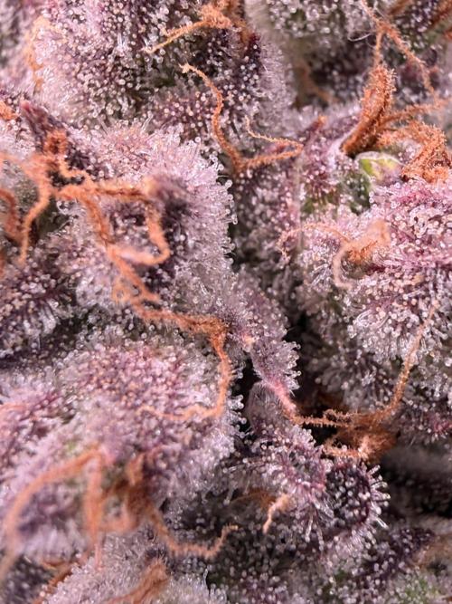 Papaya Cookies Athena DWC. Week 11