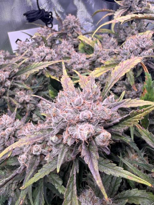 Papaya Cookies Athena DWC. Week 11