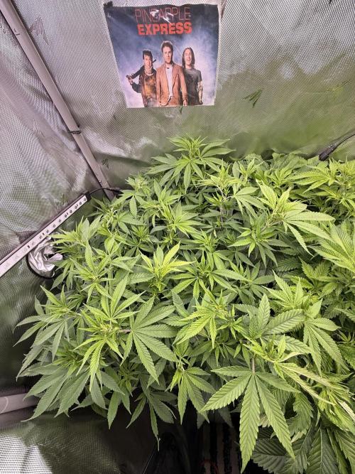 Pineapple Express Athena DWC. Week 11