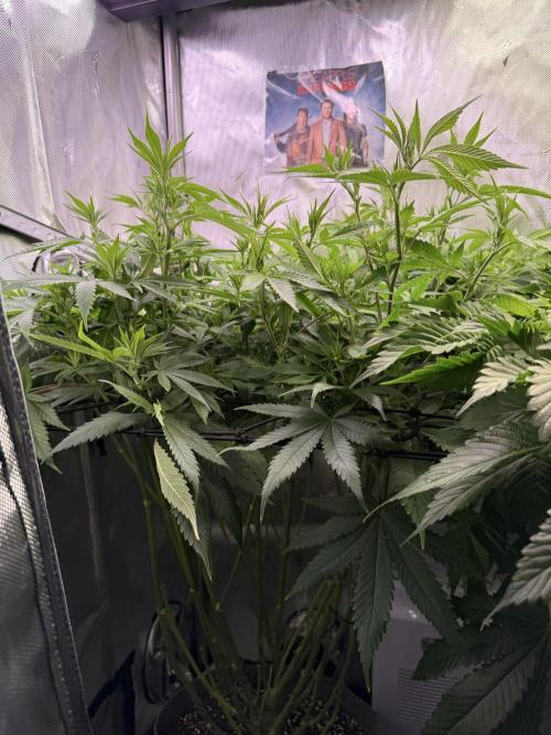 Pineapple Express Athena DWC. Week 11