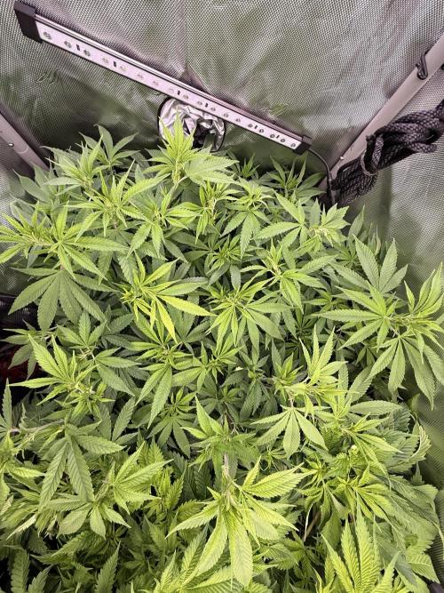 Pineapple Express Athena DWC. Week 11