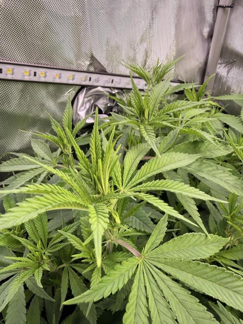 Pineapple Express Athena DWC. Week 11