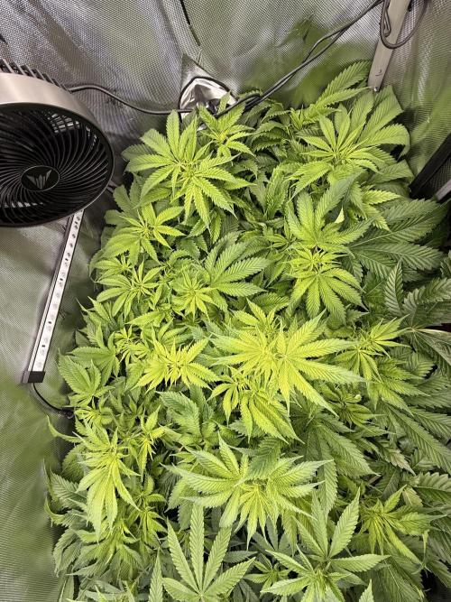 Ethos Shawty R1 DWC. Week 11