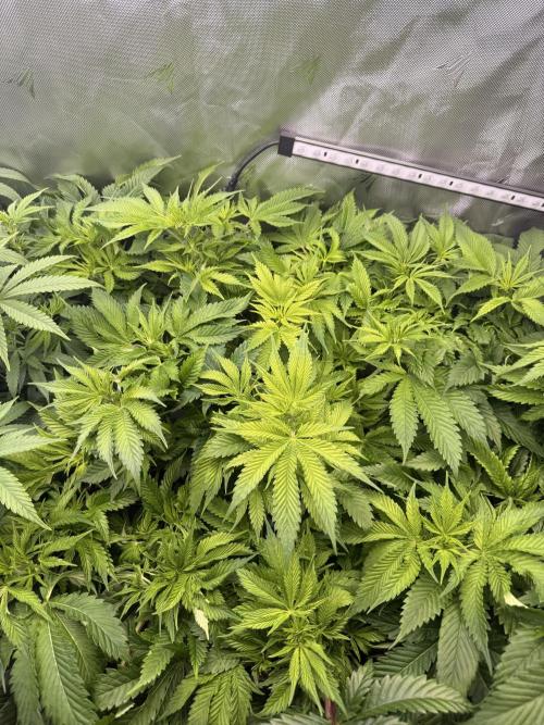 Ethos Shawty R1 DWC. Week 11