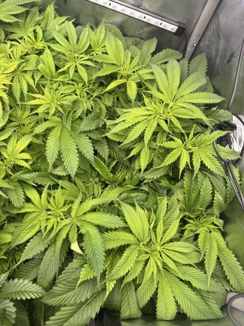 Ethos Shawty R1 DWC. Week 11