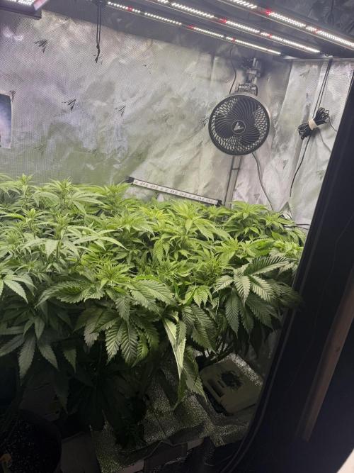 Ethos Shawty R1 DWC. Week 11