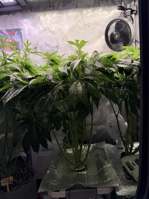 Ethos Shawty R1 DWC. Week 11