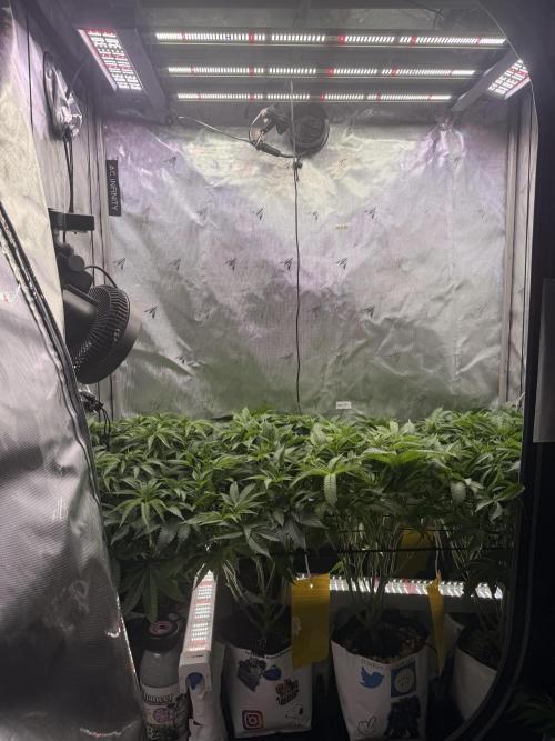 Cereal Milk + Extras w/ Drip Irrigation. Week 5