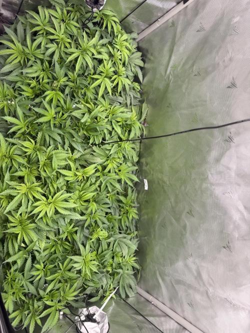 Cereal Milk + Extras w/ Drip Irrigation. Week 5