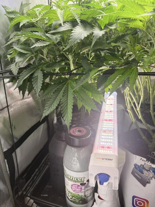 Cereal Milk + Extras w/ Drip Irrigation. Week 5