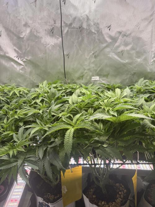 Cereal Milk + Extras w/ Drip Irrigation. Week 5