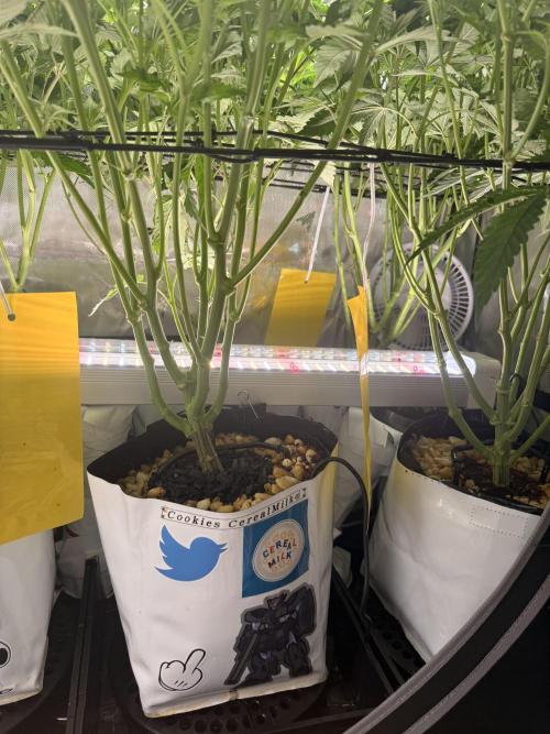 Cereal Milk + Extras w/ Drip Irrigation. Week 5