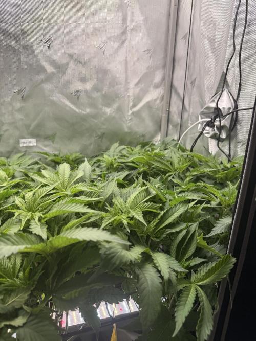 Cereal Milk + Extras w/ Drip Irrigation. Week 5