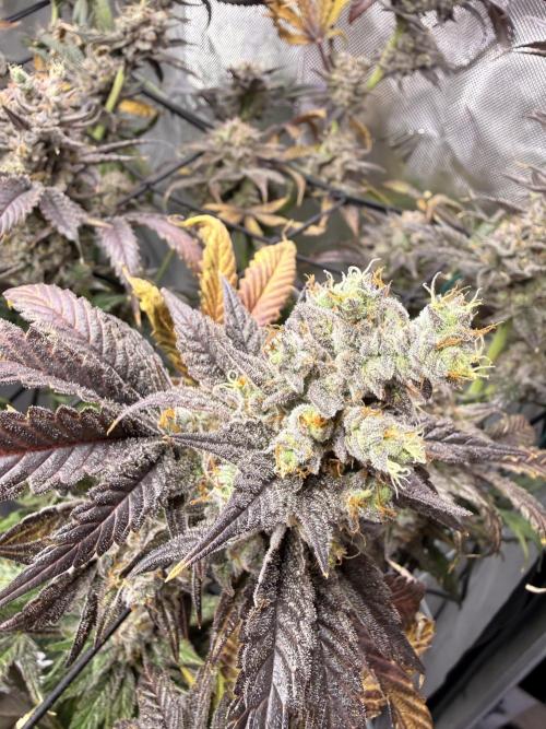 2. Ethos Shawty R1 DWC. Week 12