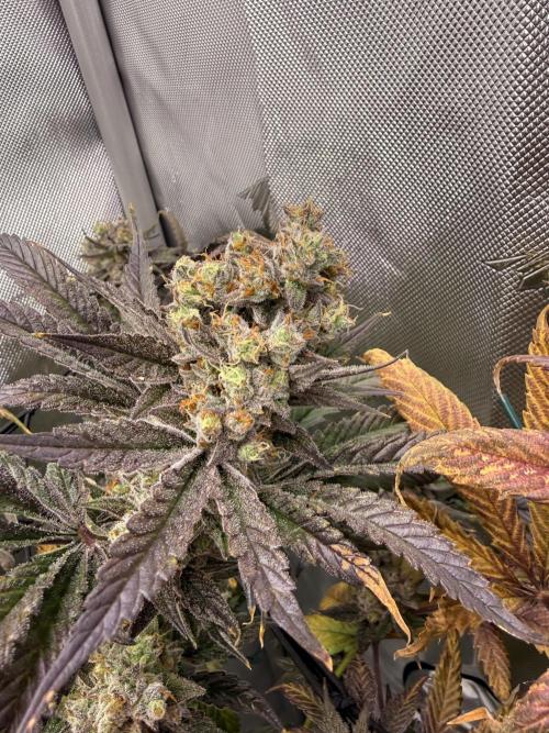 2. Ethos Shawty R1 DWC. Week 12