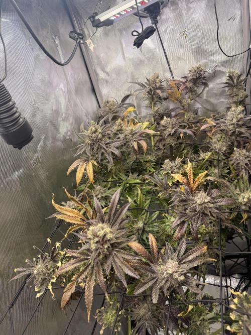 2. Ethos Shawty R1 DWC. Week 12