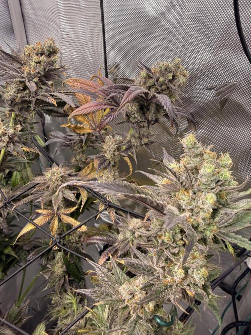 2. Ethos Shawty R1 DWC. Week 12