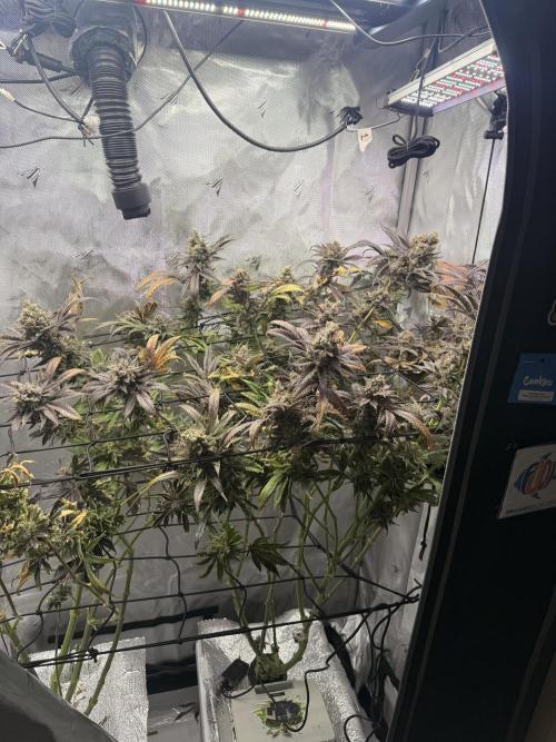 2. Ethos Shawty R1 DWC. Week 12