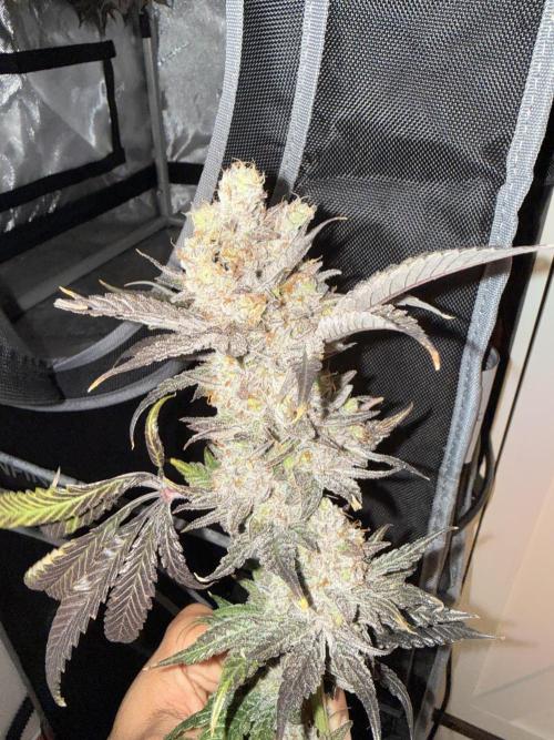 Cloudlab 422 Advance Grow Tent 2x2 (24 x 24 x 72). Week 12