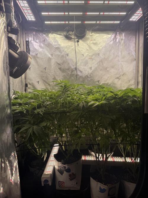 Cereal Milk + Extras w/ Drip Irrigation. Week 6