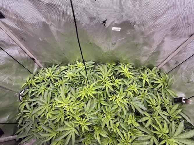 Cereal Milk + Extras w/ Drip Irrigation. Week 6