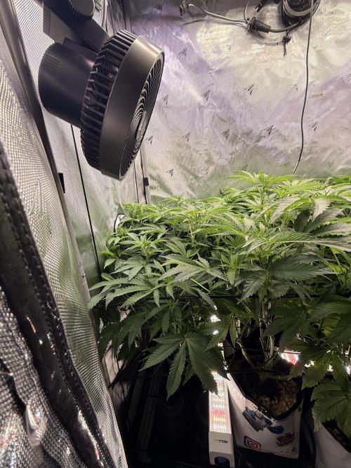 Cereal Milk + Extras w/ Drip Irrigation. Week 6