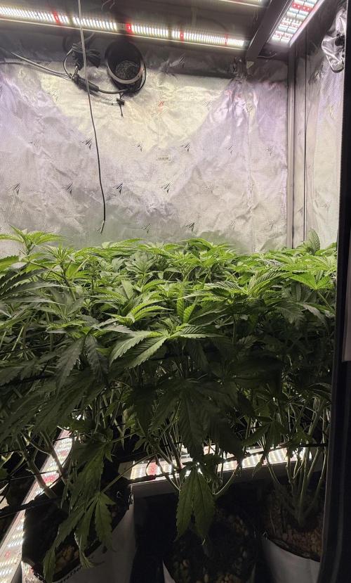 Cereal Milk + Extras w/ Drip Irrigation. Week 6