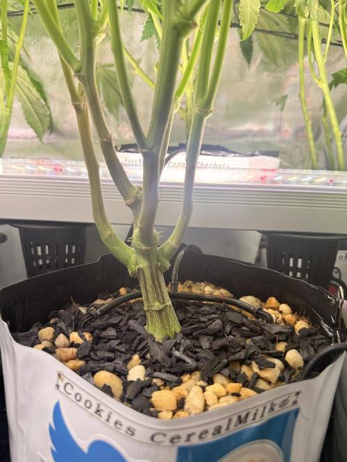 Cereal Milk + Extras w/ Drip Irrigation. Week 6