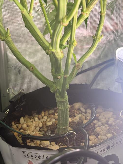 Cereal Milk + Extras w/ Drip Irrigation. Week 6