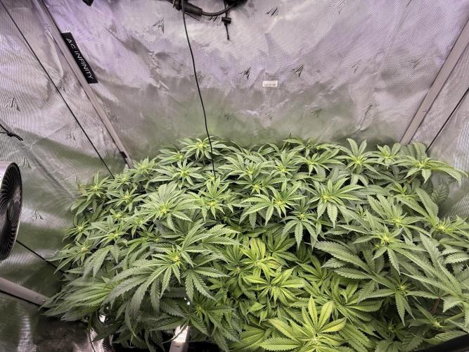 Cereal Milk + Extras w/ Drip Irrigation. Week 7