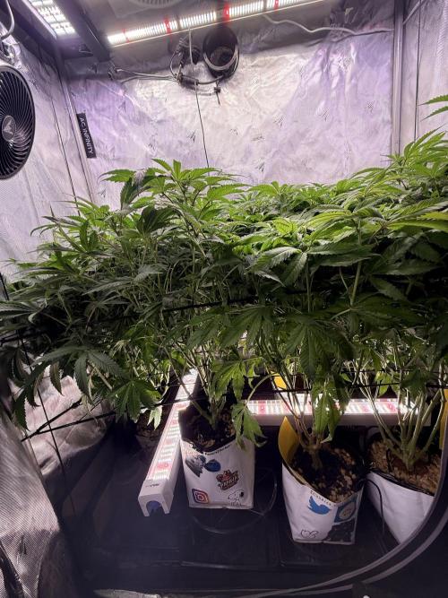 Cereal Milk + Extras w/ Drip Irrigation. Week 7