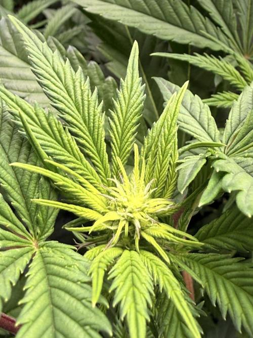 Cereal Milk + Extras w/ Drip Irrigation. Week 7 - PapayaSherbet 