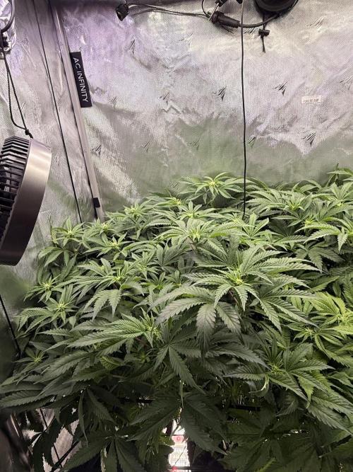 Cereal Milk + Extras w/ Drip Irrigation. Week 7