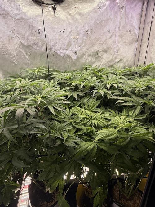 Cereal Milk + Extras w/ Drip Irrigation. Week 7