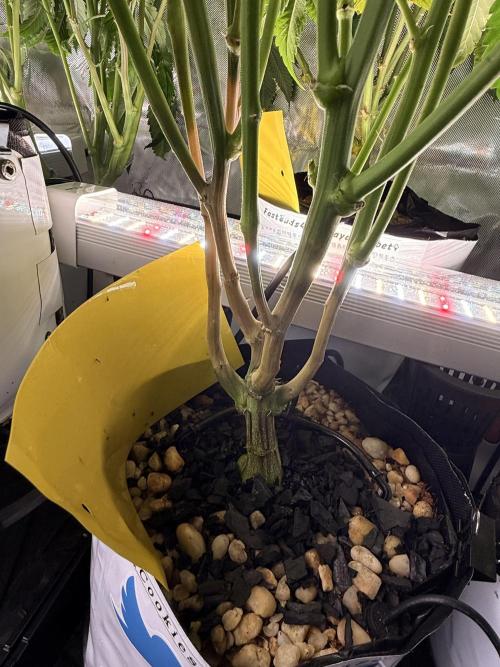 Cereal Milk + Extras w/ Drip Irrigation. Week 7