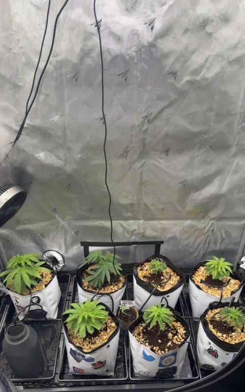 Cereal Milk + Extras w/ Drip Irrigation. Week 5 - The back left and right are Pink passion, middle right (front & back) are papaya sherbet, 